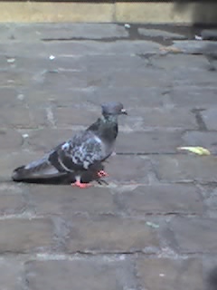 pigeon du mcdo